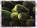 Cactus upang i-play sa online